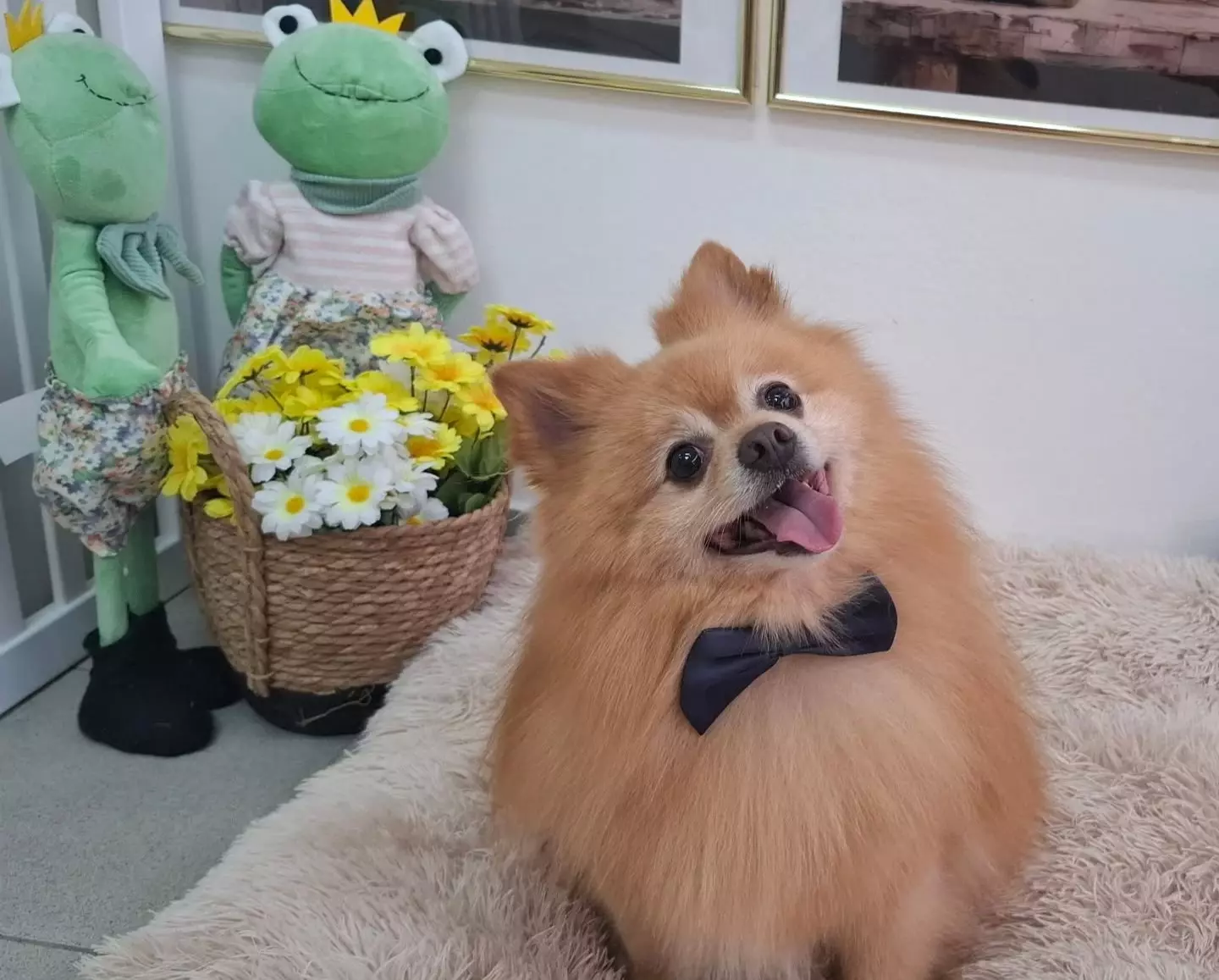 Salon, kućni ljubimci Salon za kućne ljubimce Labin, Istarska županija