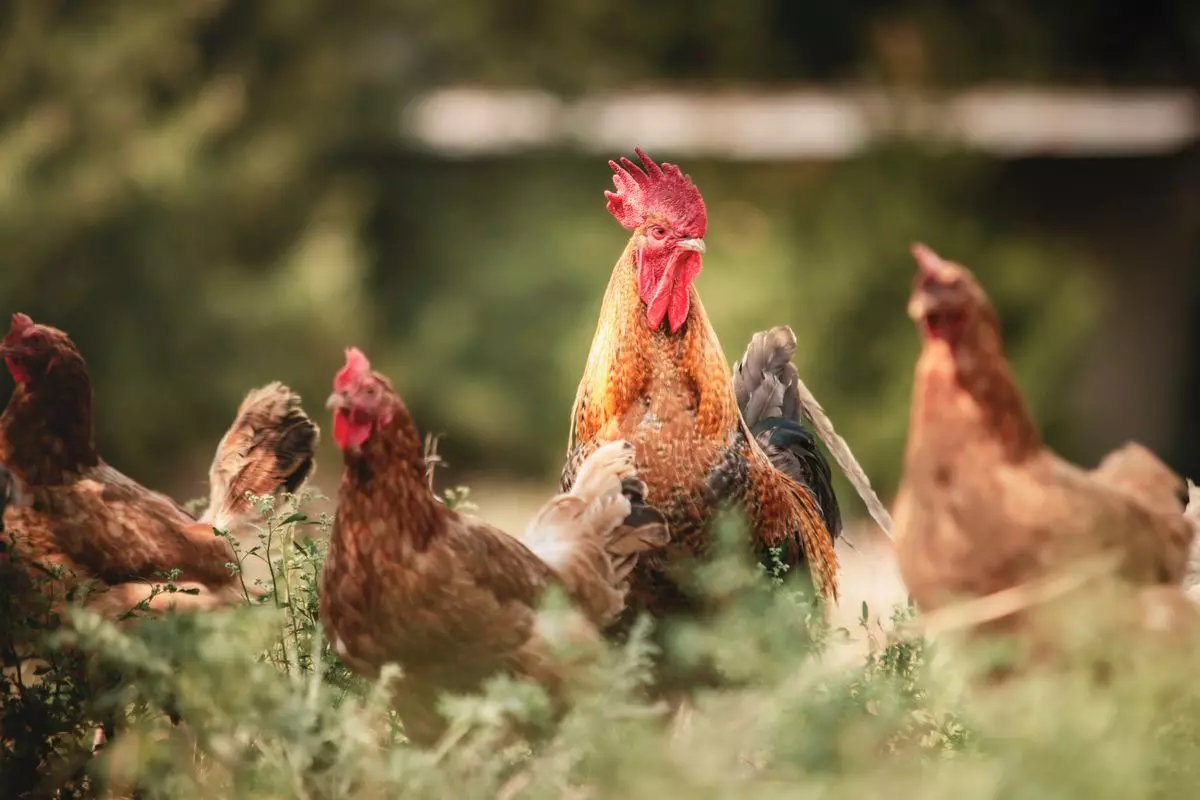 Peradarska farma u Orlama