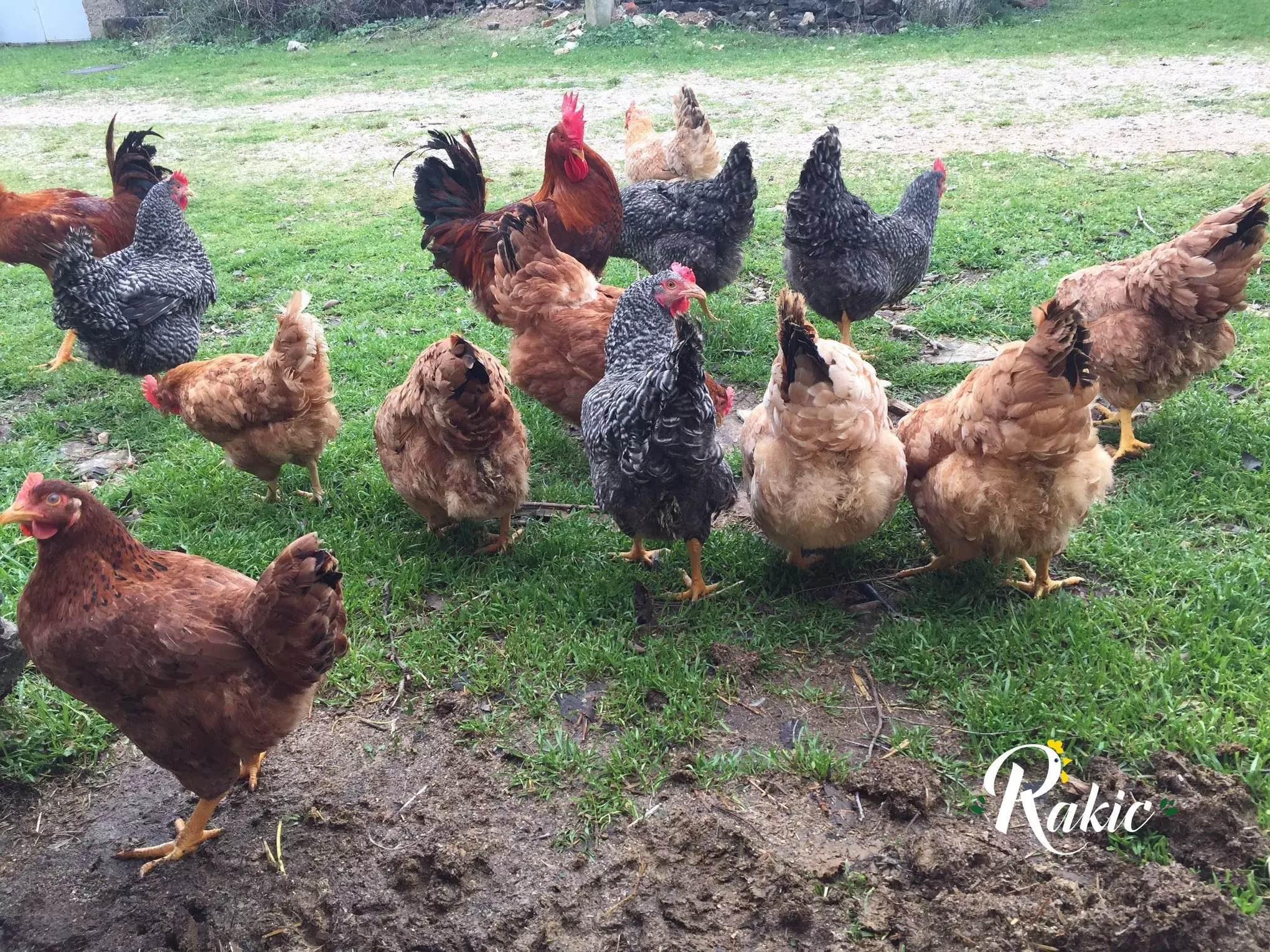 Peradarstvo,domaći_pijetlovi,Drniš3