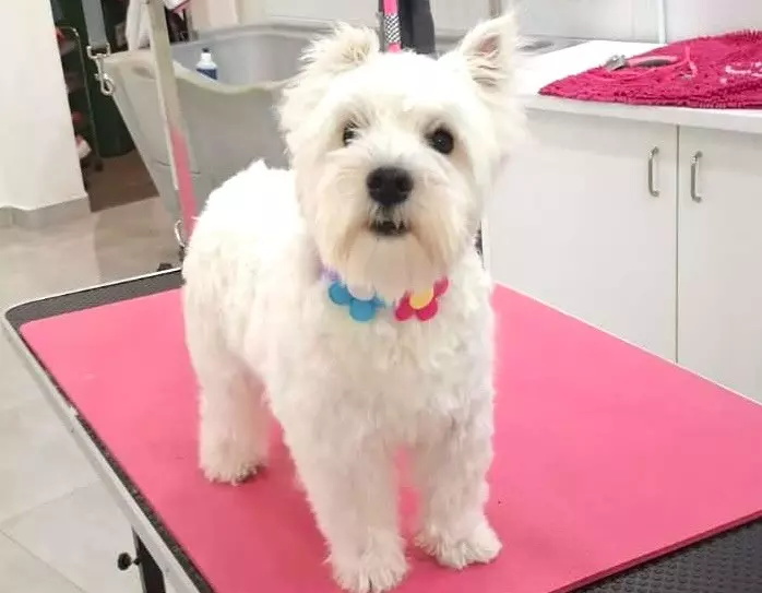 Mačke i psi Salon za pse i mačke u Osijeku