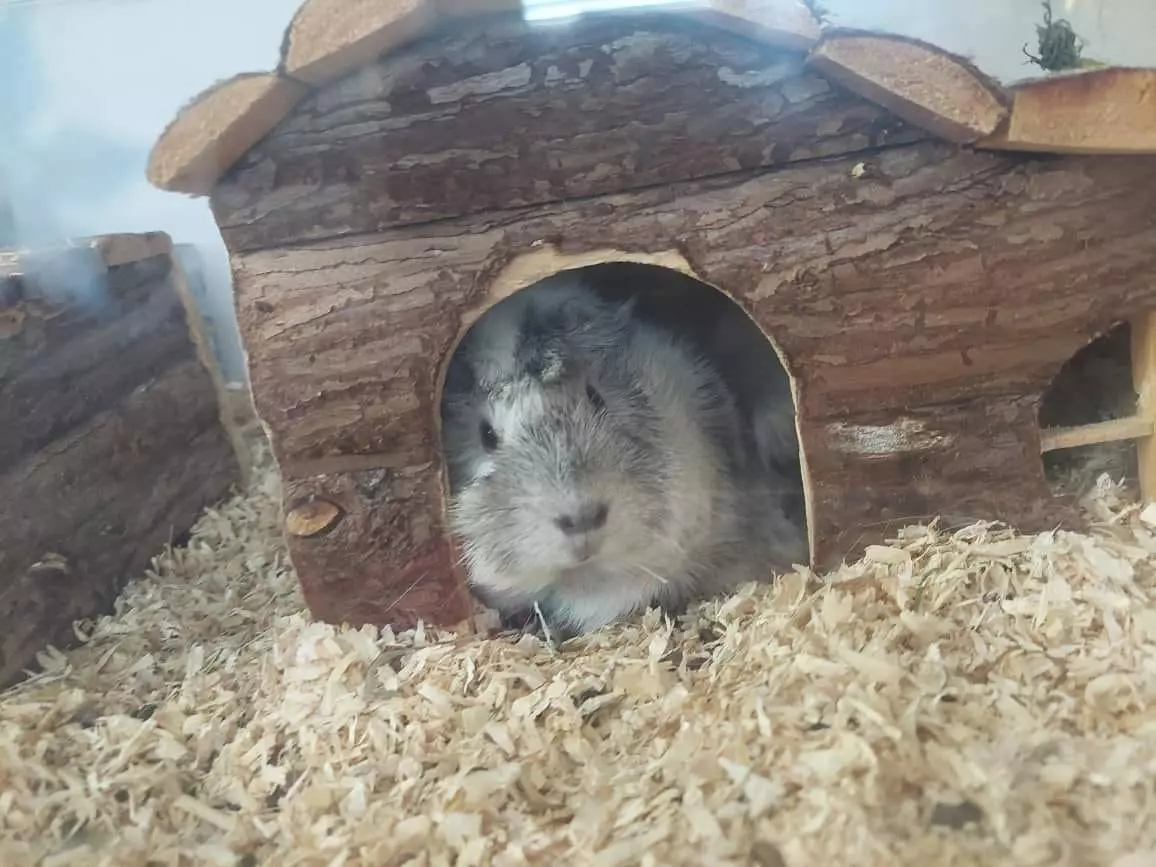 Prodaja opreme za kućne ljubimce Dubrovnik, Hrvatska