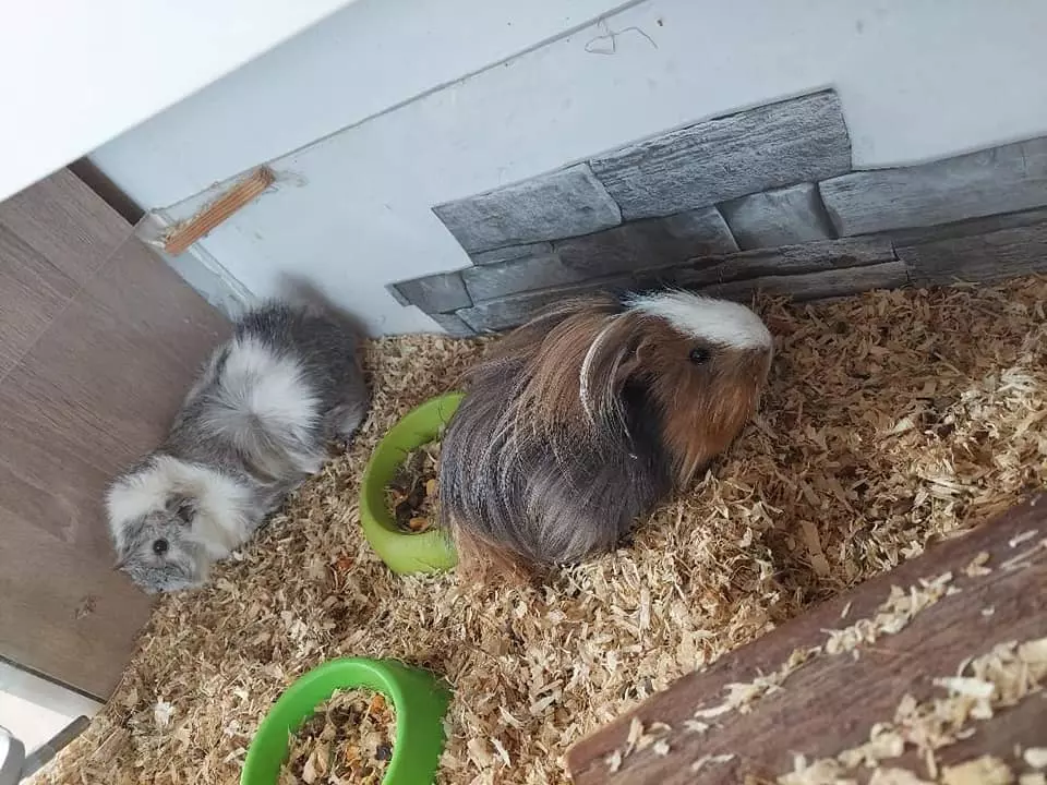 Prodaja opreme za kućne ljubimce grad Dubrovnik, Hrvatska