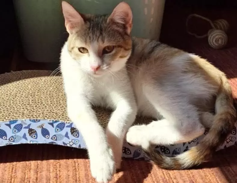 PetShopScoobyljubimac PetShopScoobyljubimac