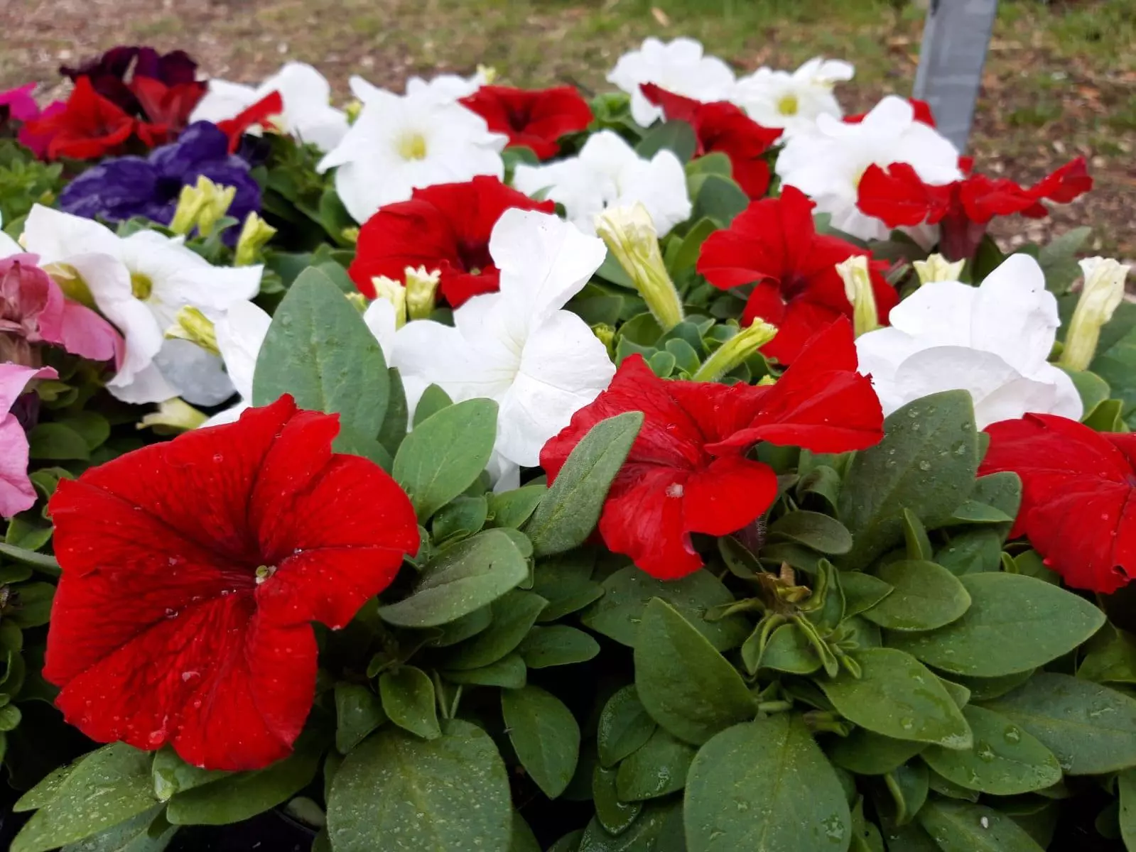 Veleprodaja i maloprodaja ukrasnog bilja Maloprodaja i veleprodaja ukrasnog bilja Poreč u Hrvatskoj