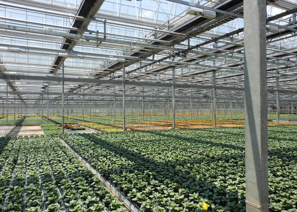 Plastenička_proizvodnja_povrća,Pula3