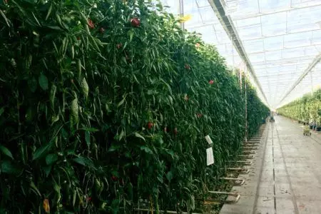 plastenik Plasteničke folije za pokrivanje plastenika