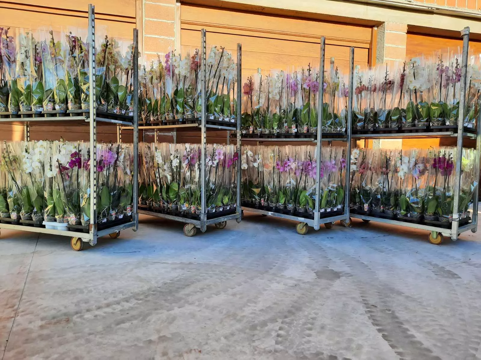 Veleprodaja svilenih buketa i lampaša Veleprodaja lampaša i svilenih buketa Bjelovar