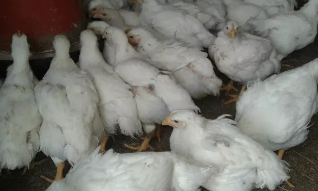 Podni_uzgoj_jaja,Gospić Podni_uzgoj_jaja,Gospić