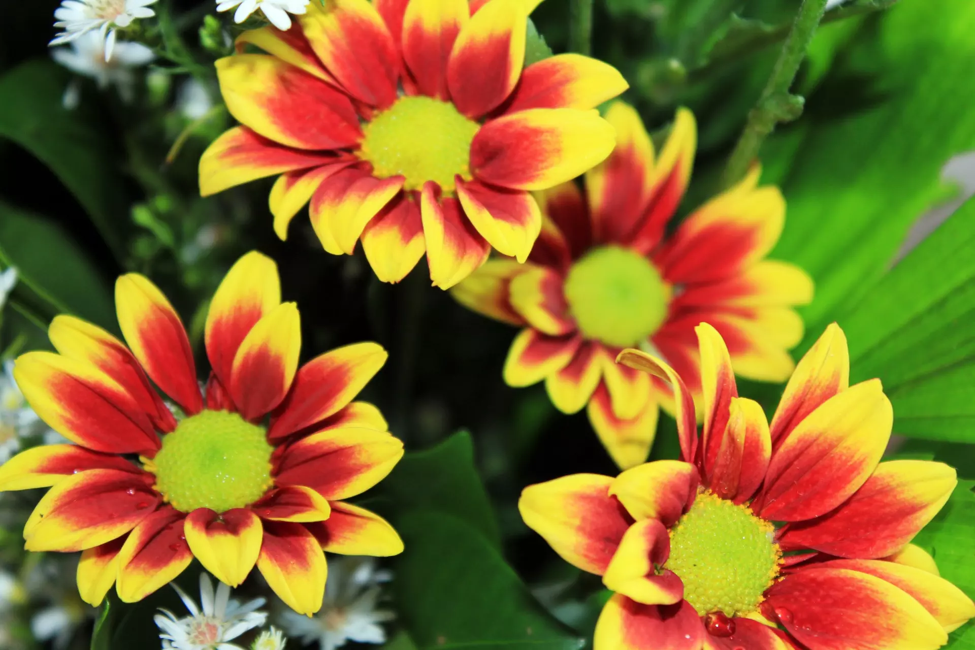 Pogrebnaopremaiusluge,Požega3