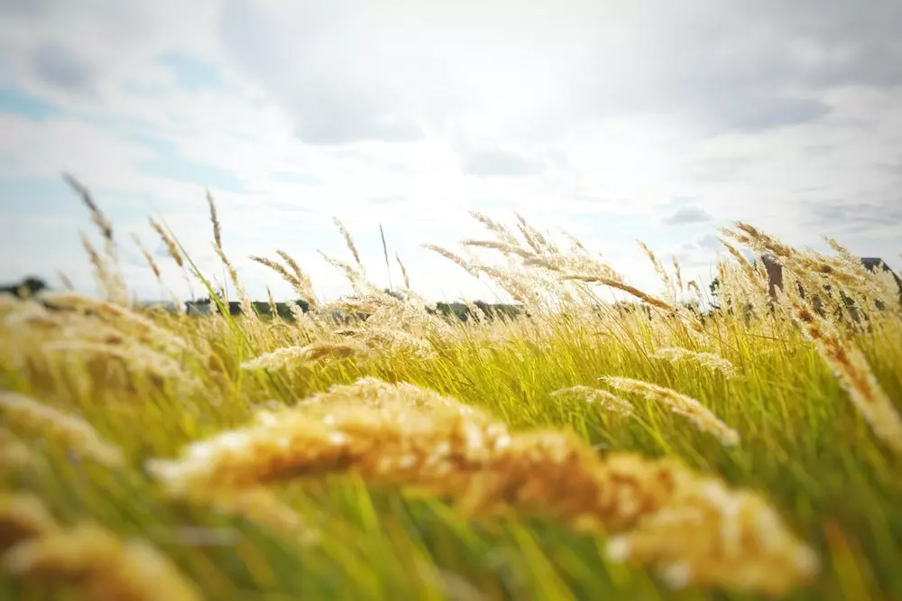 Otkup žitarica Babina Greda u Hrvatskoj