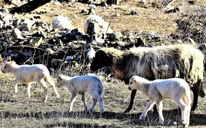 PoludnevniizletbrodomPag10