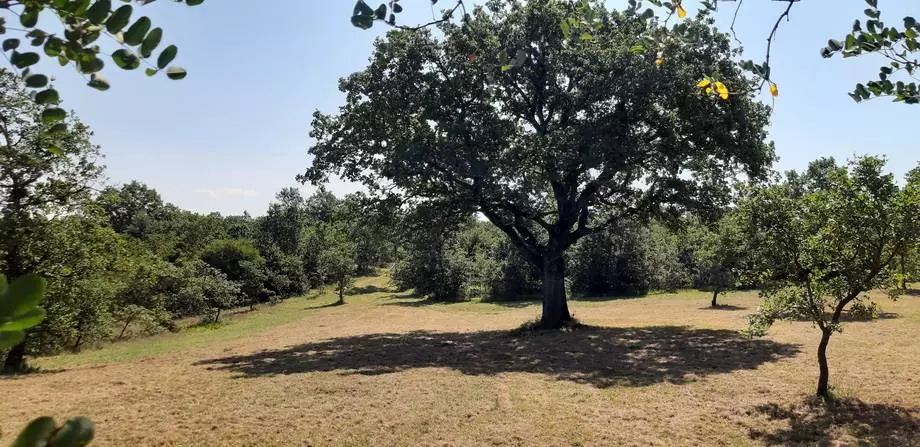 Posredovanje_pri_prodaji_luksuznih_vila_Istra