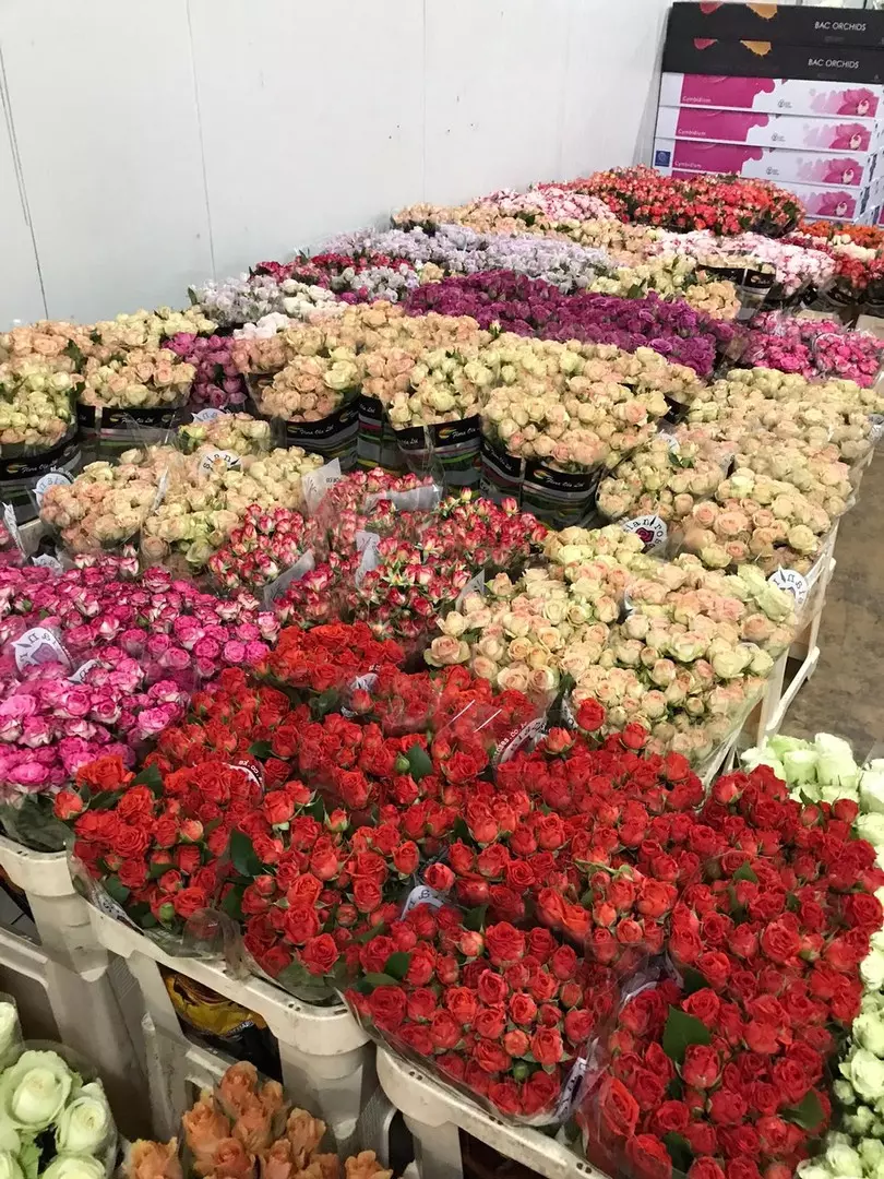 rezano cvijeće Povoljna veleprodaja rezanog cvijeća