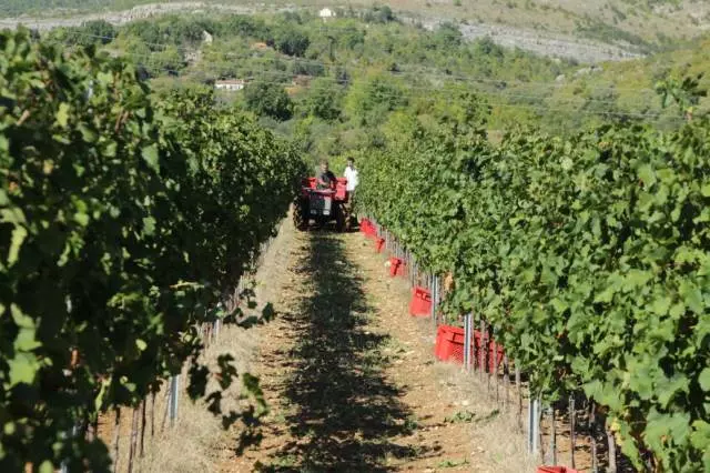 PošipDrniš3 PošipDrniš3