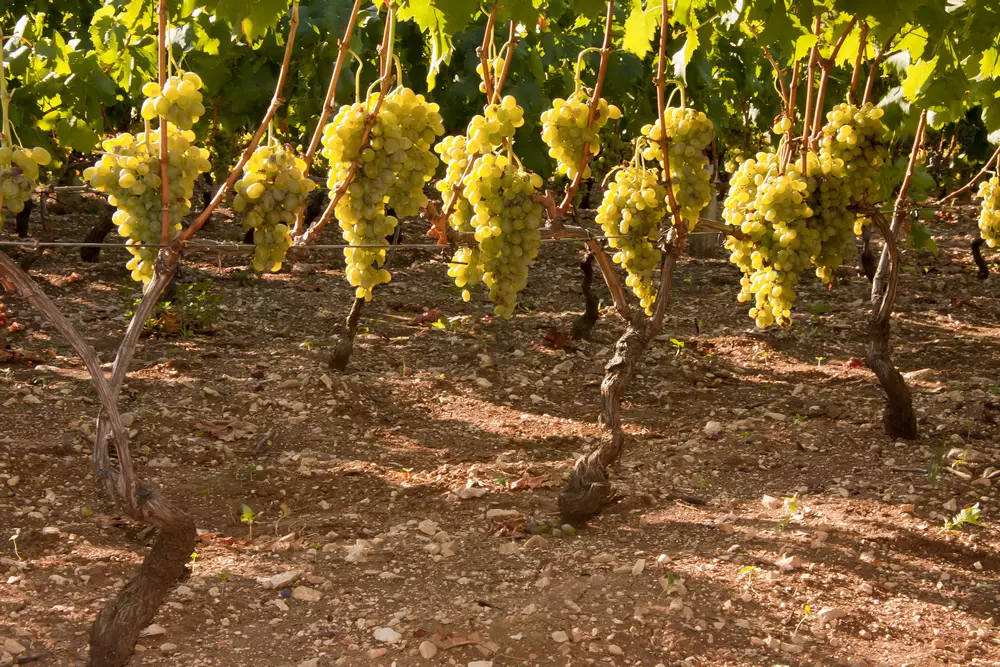 Prodaja Pošip vina Prodaja Pošip vina Hrvatska