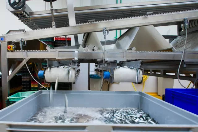 Preradaitrgovinaribom,školjkamairakovima,Višnjan5