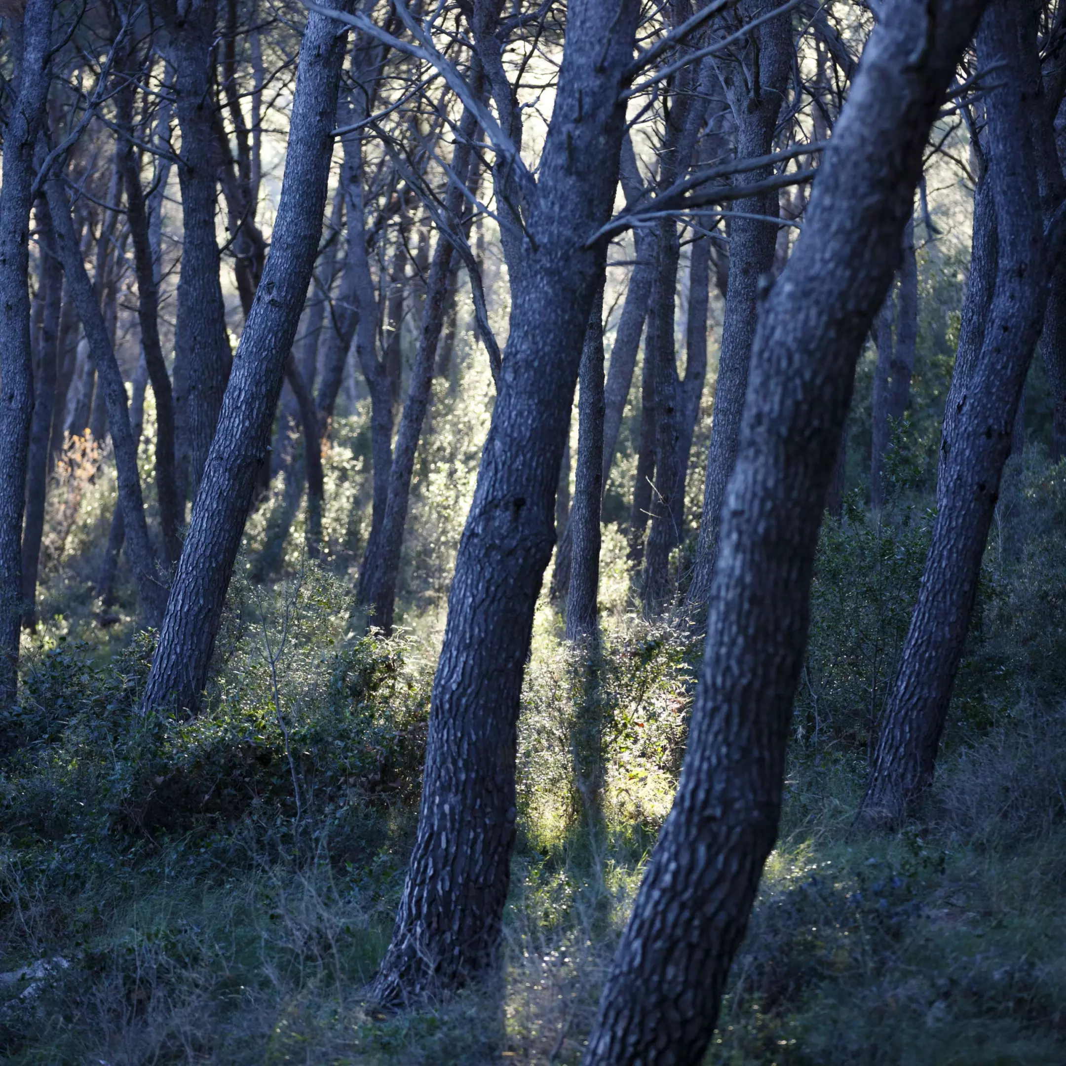 Prirodna flora i fauna Split