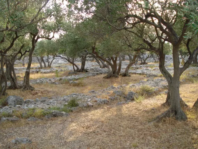 Prodaja_i_proizvodnja_maslinovog_ulja_Cres Prodaja_i_proizvodnja_maslinovog_ulja_Cres