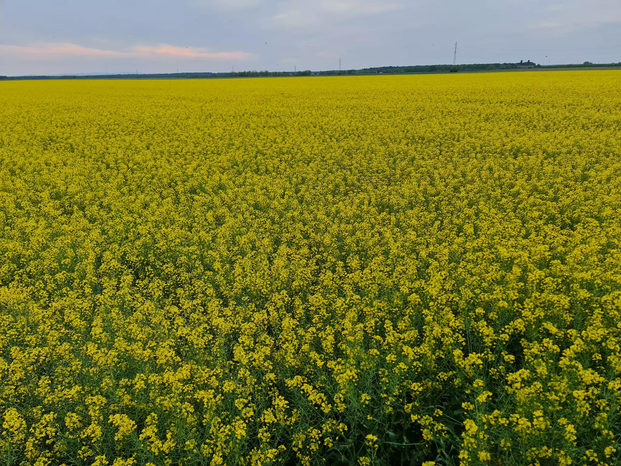 pčelarstvo matična mliječ