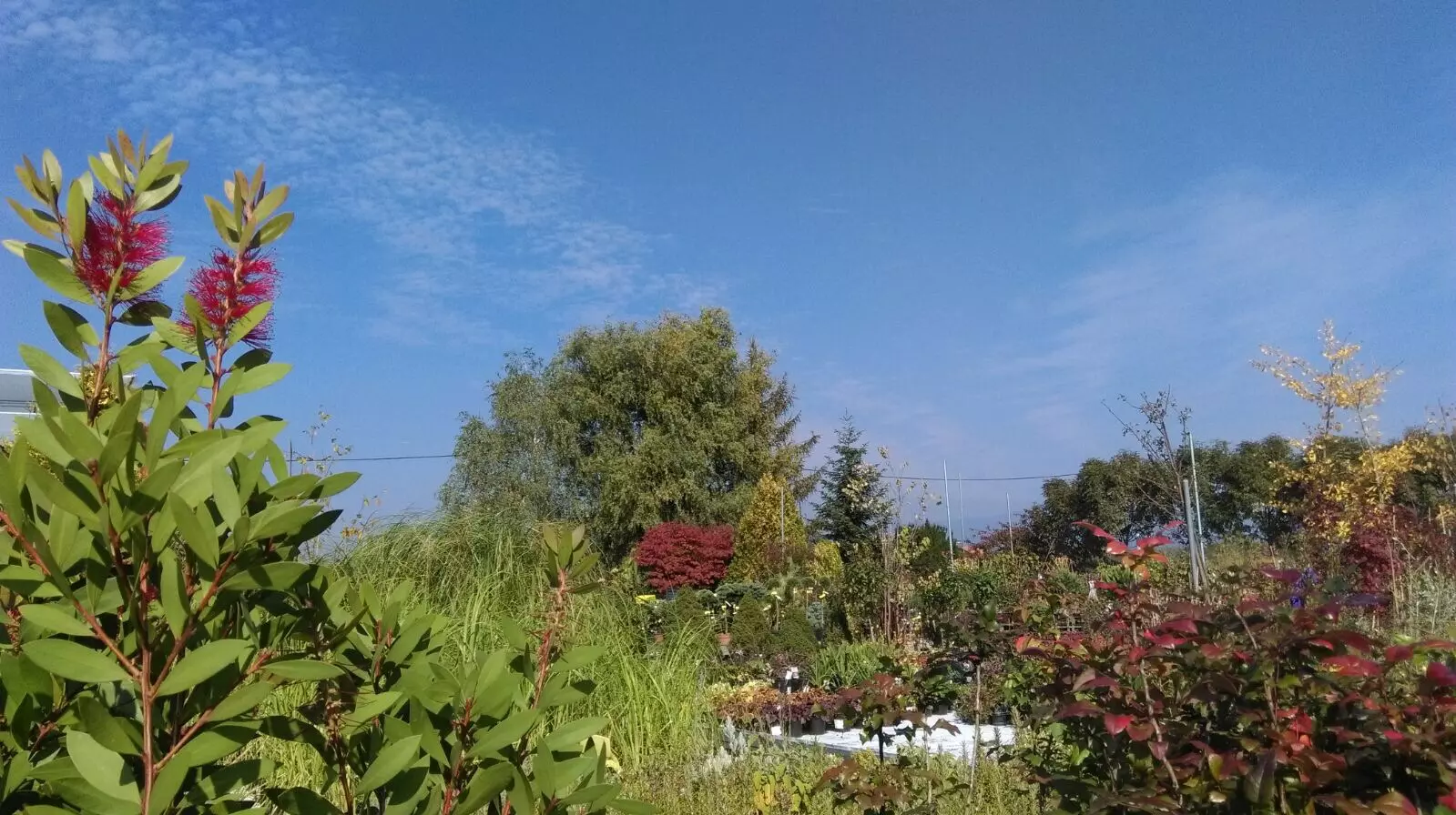 Prodaja_vocnih_sadnica_sadnog_materijala