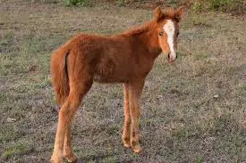 Prodajabikovaiždrebadi,Koprivničko-križevačkažupanija3