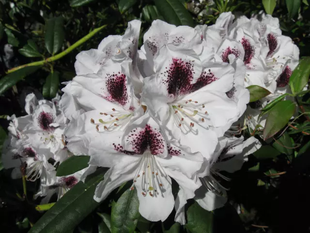 Prodajacvijećaipogrebneopreme,Rovišće Prodajacvijećaipogrebneopreme,Rovišće