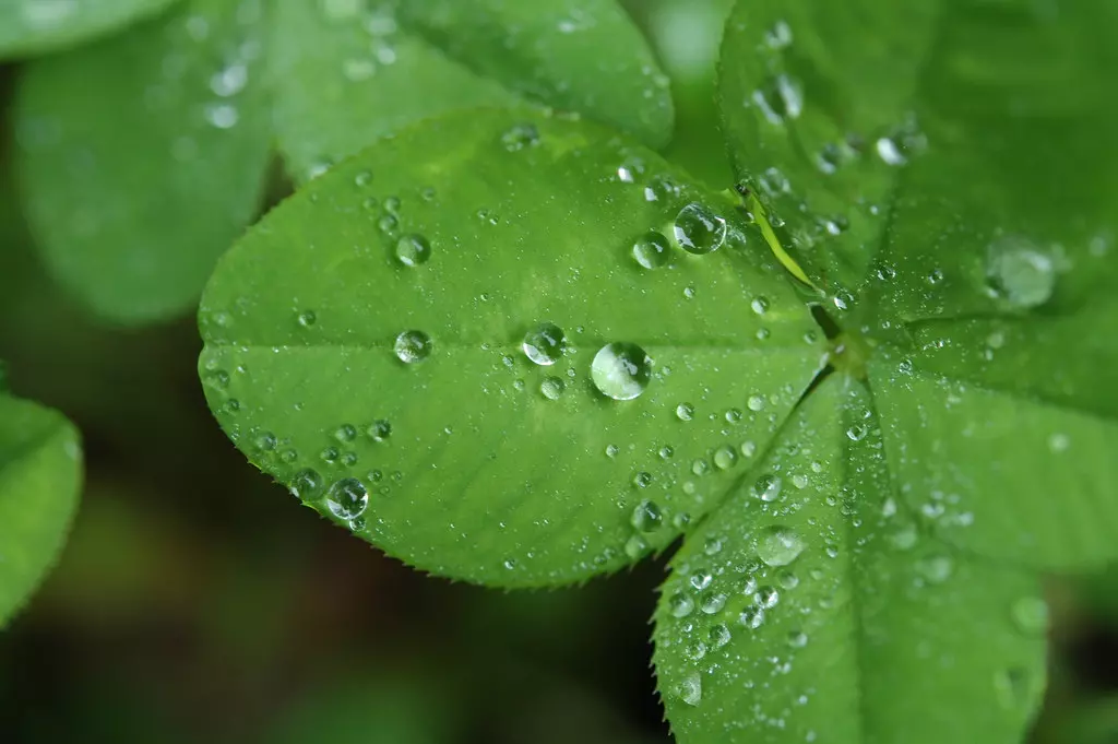 Prodajadjeteline,Brodsko-posavskažupanija7