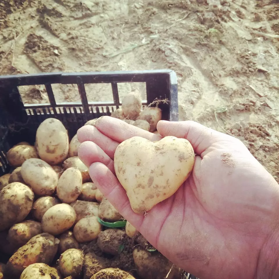 ProdajadomaćegpovrćaVrbovec6