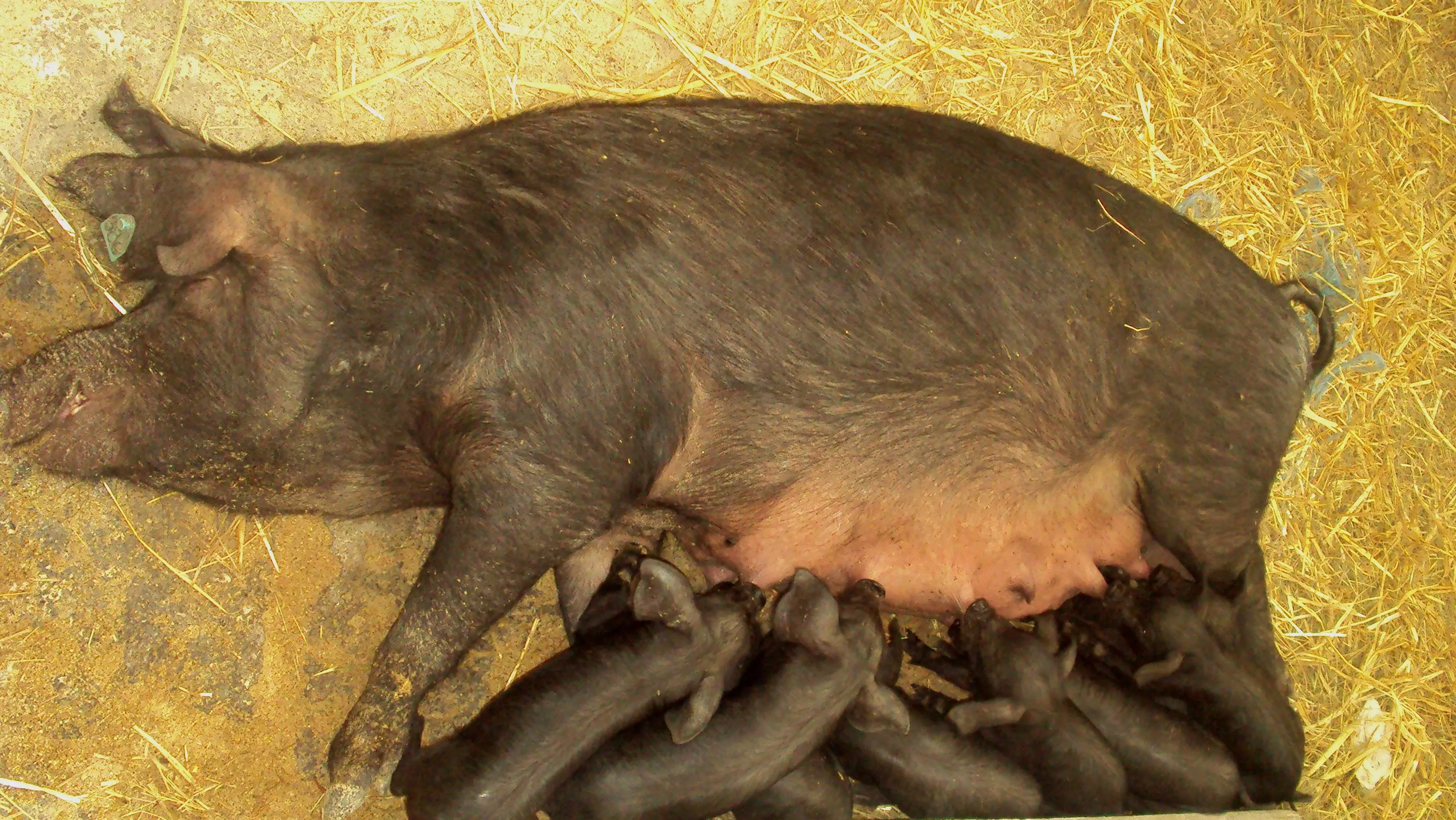 ProdajadomaćeslavonskesvinjeOsječko-baranjskažupanija6