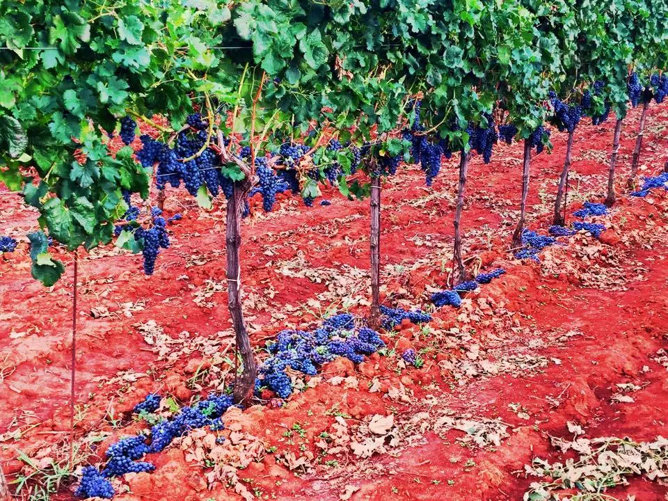 ProdajagrozdaUmagIstra3 ProdajagrozdaUmagIstra3