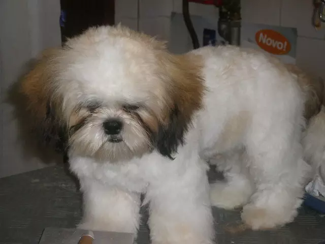 ProdajahranezaživotinjeOrijen ProdajahranezaživotinjeOrijen