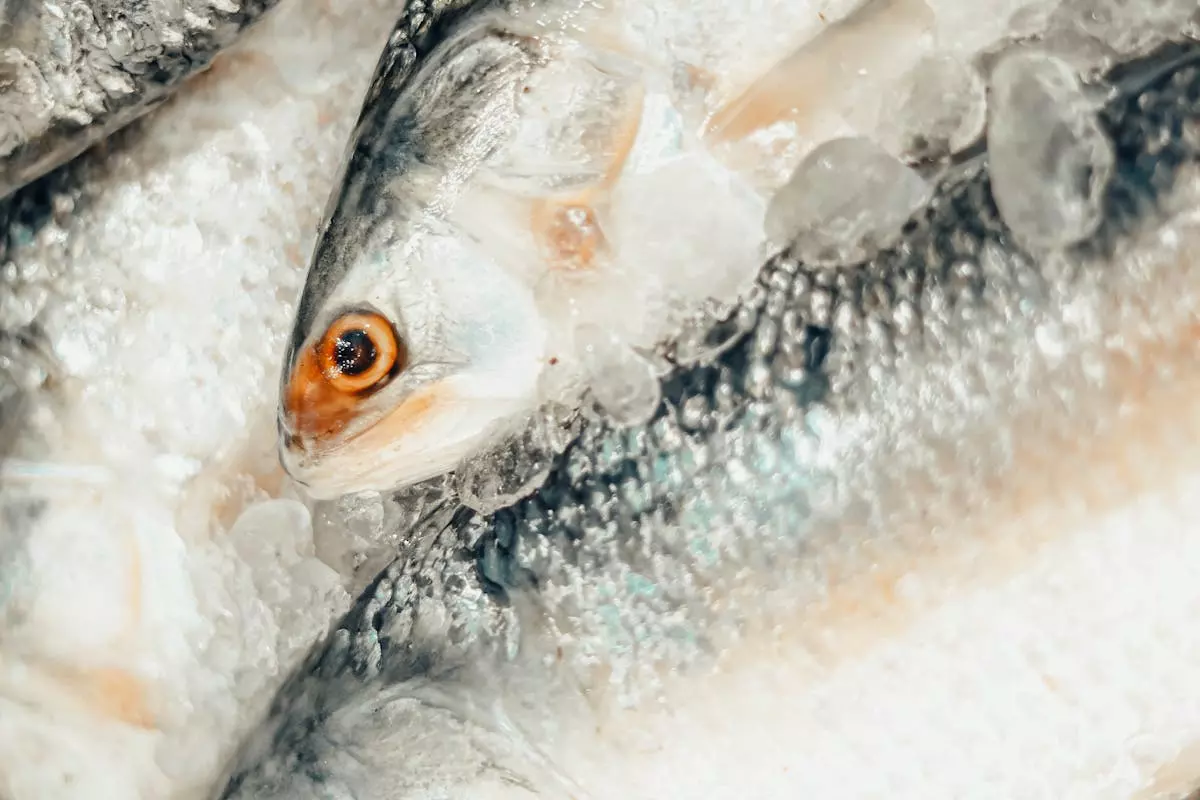 Prodaja i održavanje hladnjača za ribu Prodaja i servis hladnjača za ribu Zagreb, Hrvatska