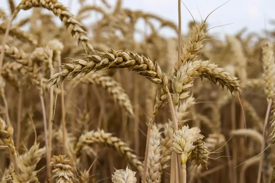 ProdajaitovjunadiHrvatska4 ProdajaitovjunadiHrvatska4