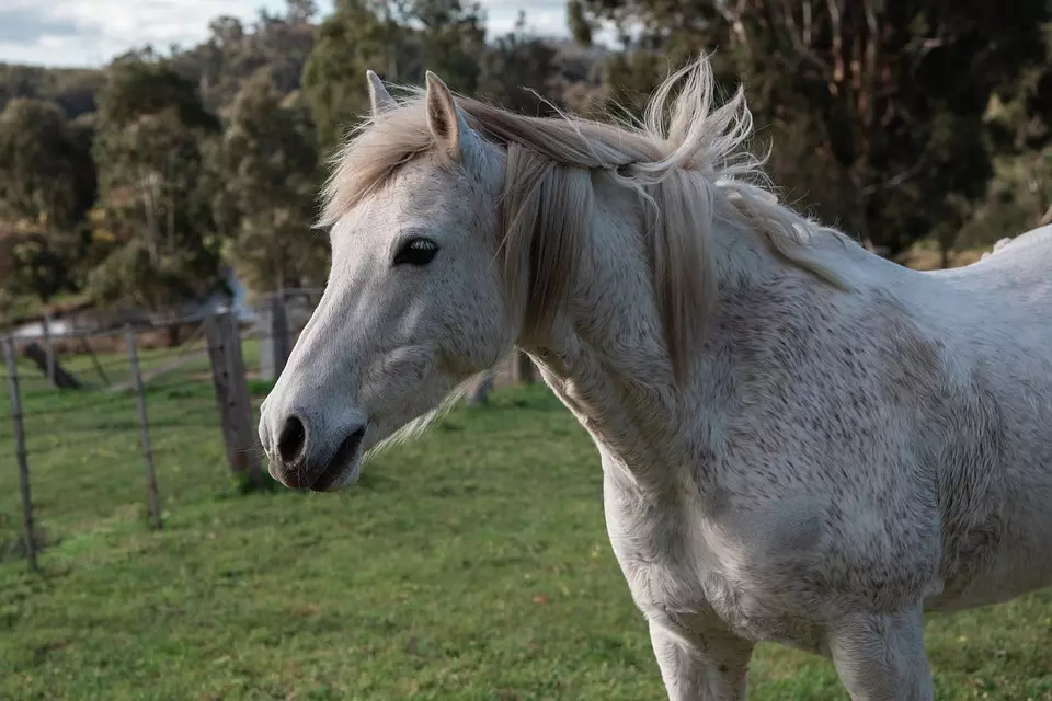 Prodajakonja,svinja,prodajažitarica,Hrvatska,regija3