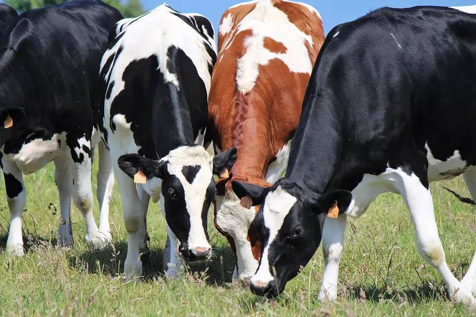 telad Prodaja krava i teladi