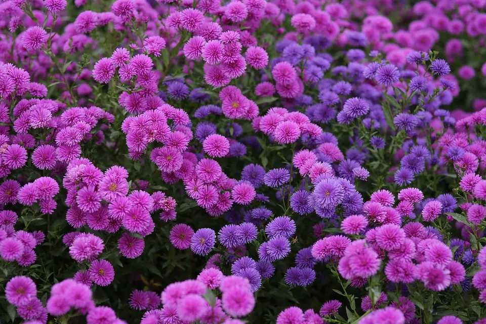 ProdajakrizantemaSplit5 ProdajakrizantemaSplit5