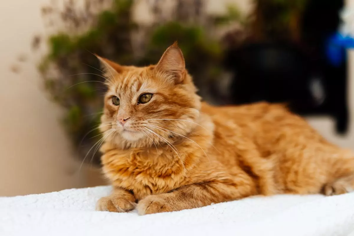 Prodaja kućnih ljubimaca i opreme Sarajevo, BiH