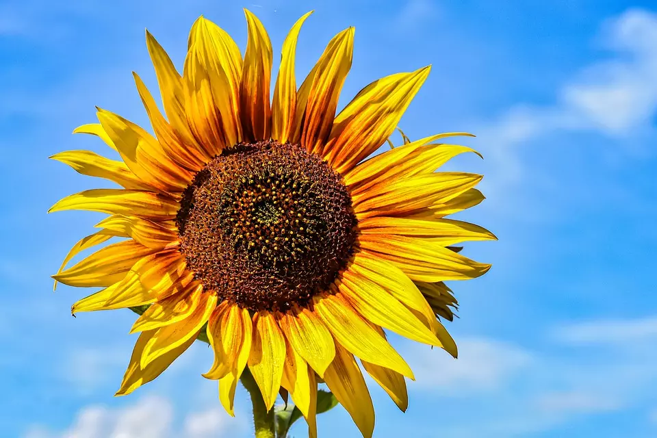 ProdajakukuruzaisuncokretaDalj2 ProdajakukuruzaisuncokretaDalj2