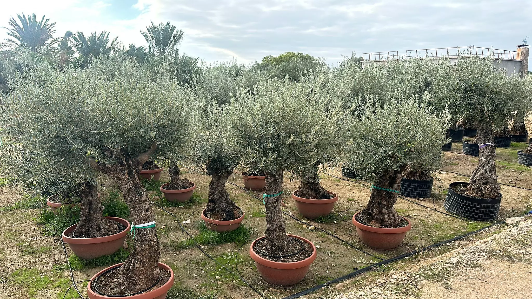 Prodaja maslina Split