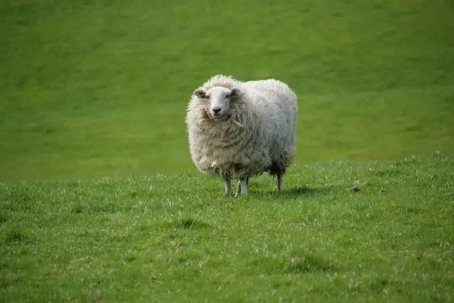 Prodajaovacaikoza,DonjiLapac3