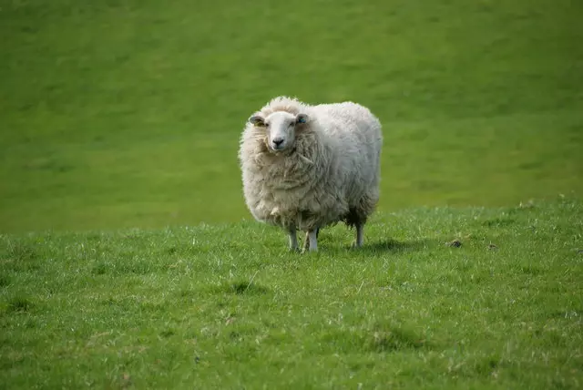 Prodajaovacaikoza,Istarskažupanija3