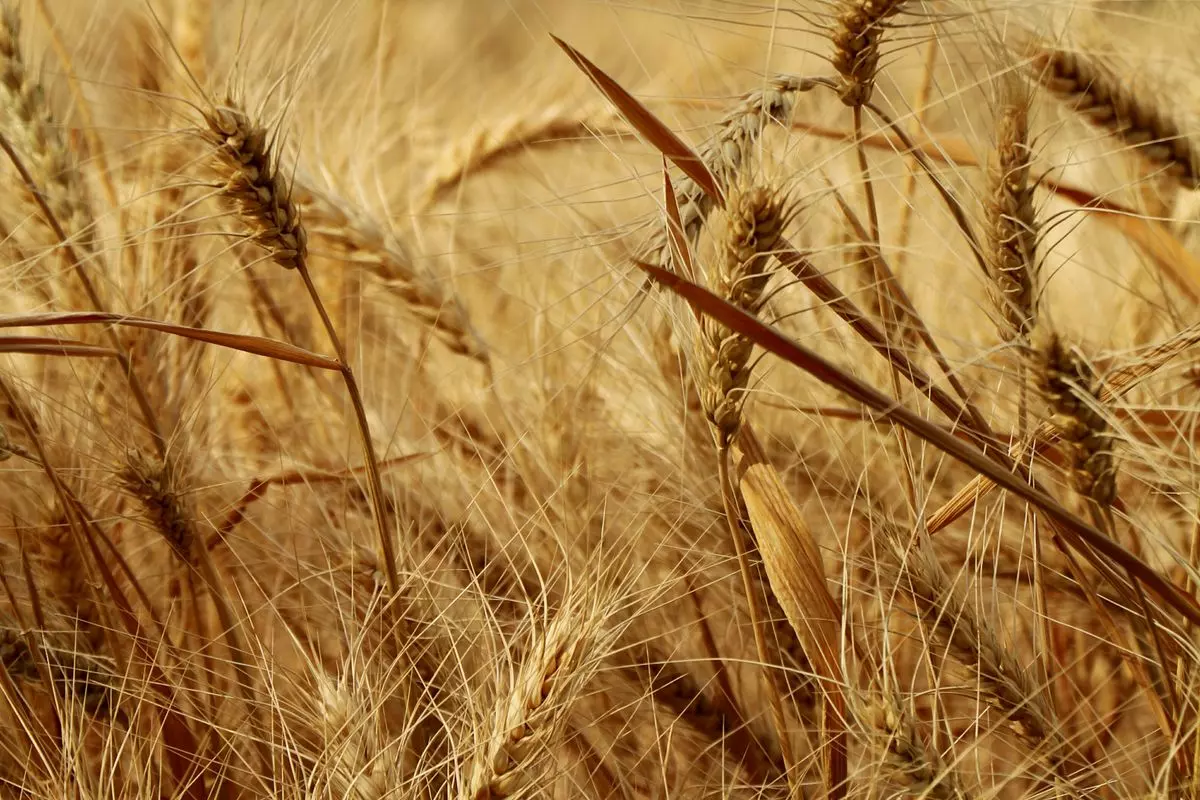 Prodajapšeniceišećernerepe