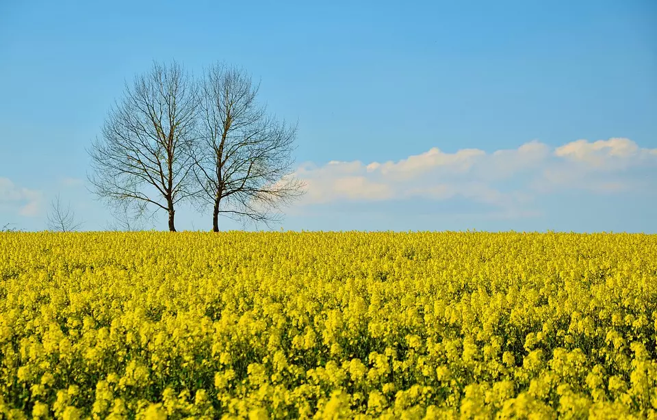 ProdajapseniceuljanerepicesojePozesko-slavonskazupanija4 ProdajapseniceuljanerepicesojePozesko-slavonskazupanija4