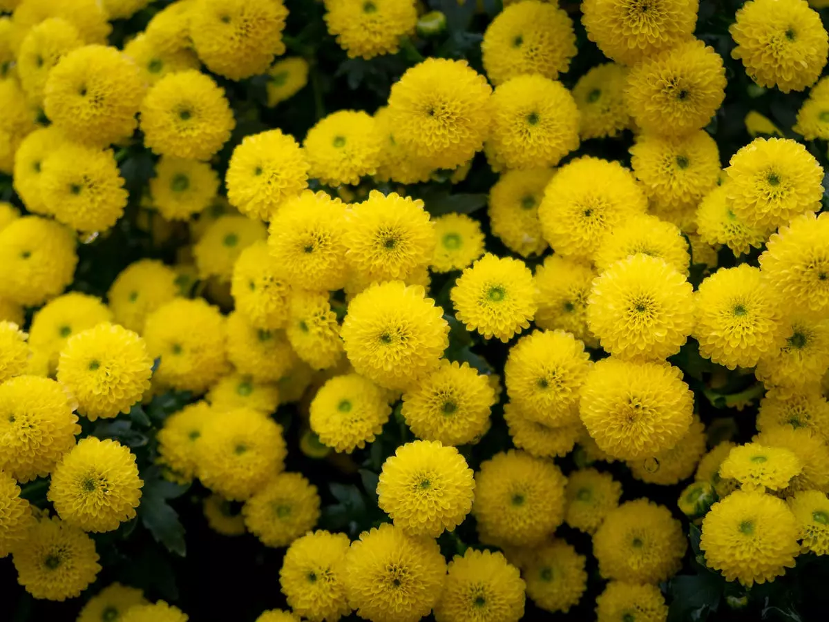 Sezonsko cvijeće Varaždinska županija