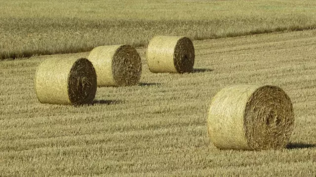 Prodajastočnehrane,negmohrana,Đakovo,Slavonija36