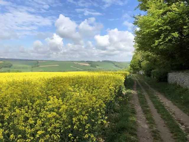 Prodaja žita, suncokreta, uljane repice Prodaja suncokreta, uljane repice, žita Bobota, Vukovarsko-srijemska županija