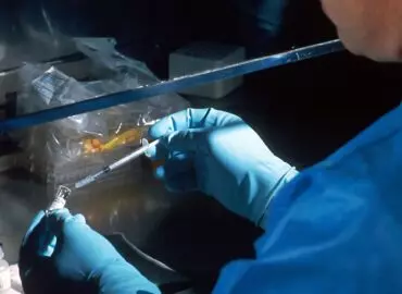 sjeme pastuha Prodaja svih životinjskih sjemena Križevci