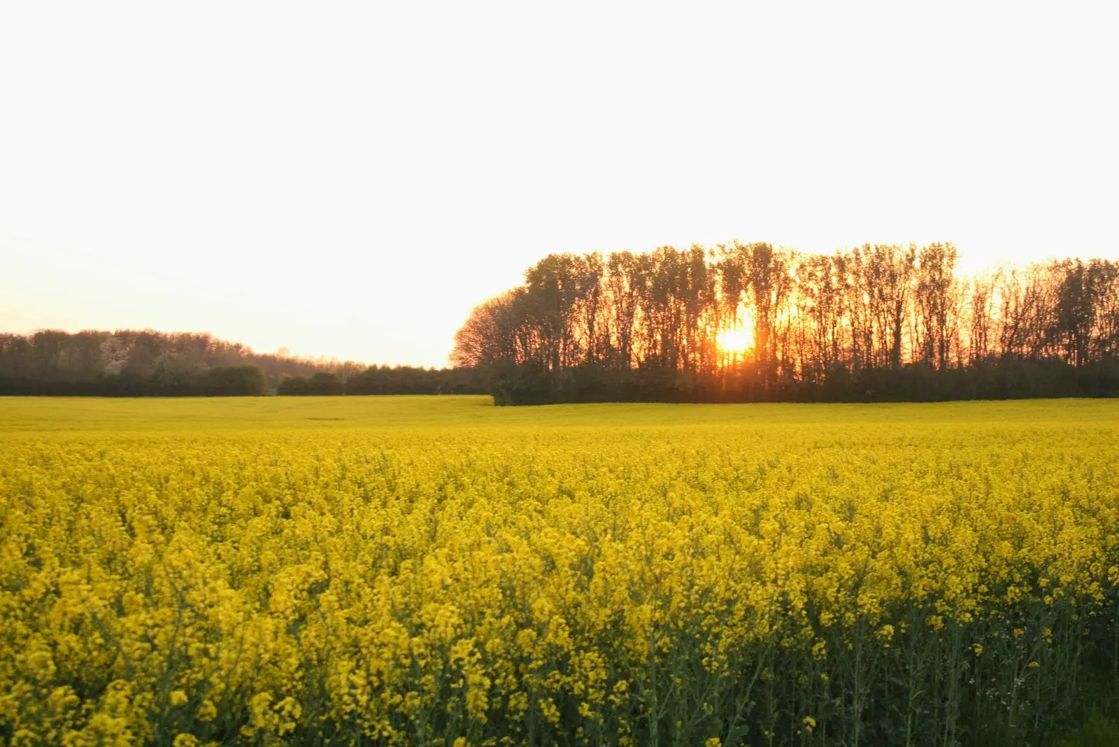 ProdajauljanerepiceVukovarskosrijemskažupanija3