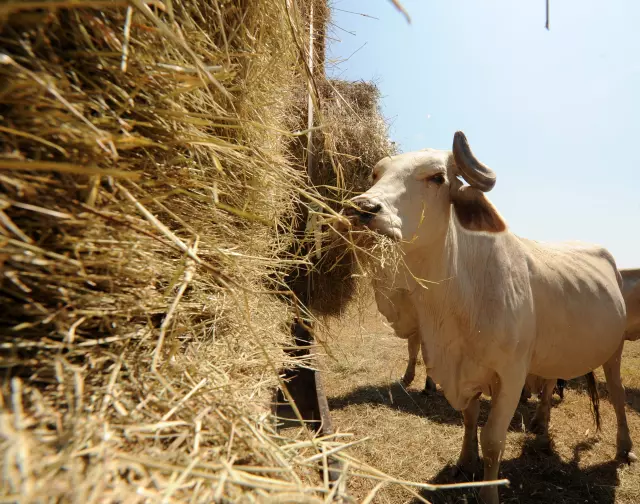 Proizvodnja,otkupiplasmanbaliranogsijena,Hrvatska2