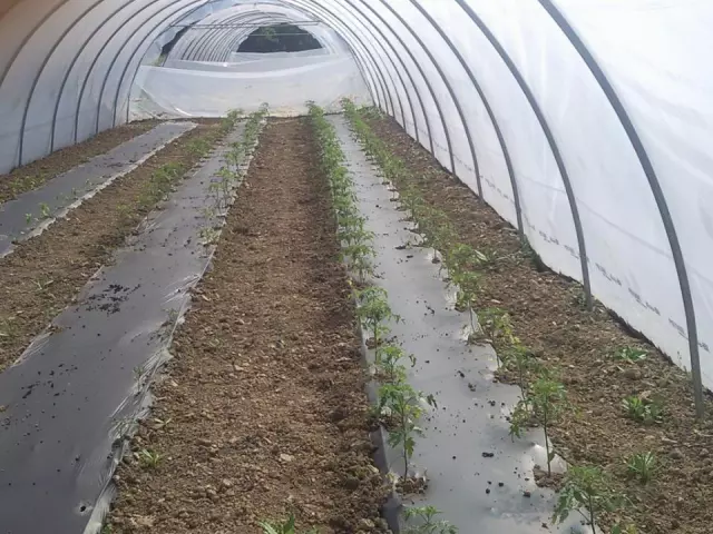 Proizvodnjaiprodajaekološkogpovrća,VelikaGorica,Hrvatska